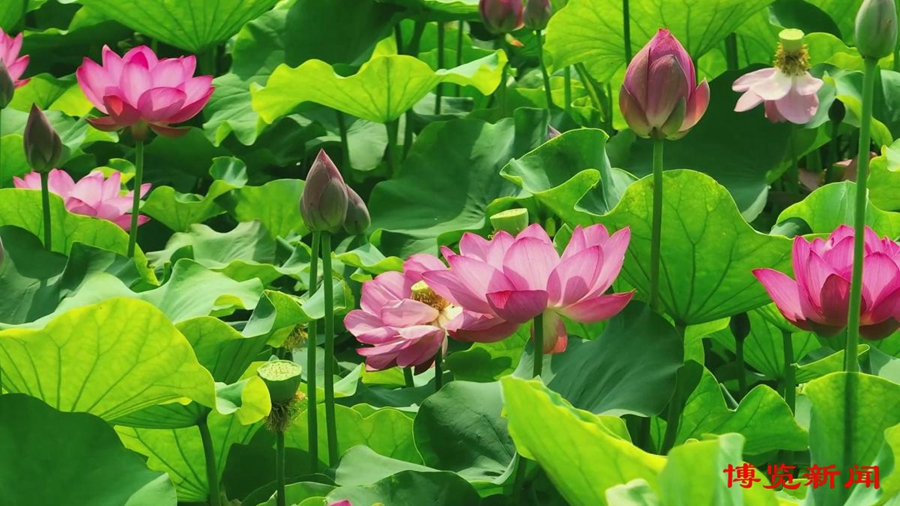 lotus-a.jpg