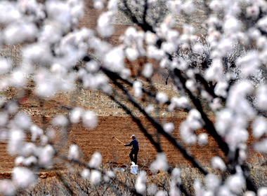 In pics: Yiyuan county spring farming now in full swing