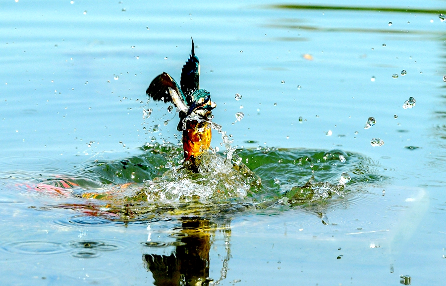Photos show kingfisher's wild dive for fish at Xiaofu Lake