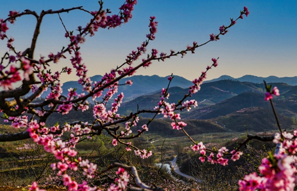 Peach blossoms adorn Chishang town