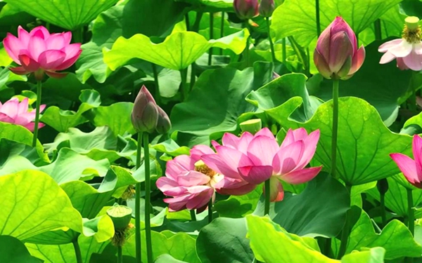 In pics: Lotus flowers flourish in Mata Lake