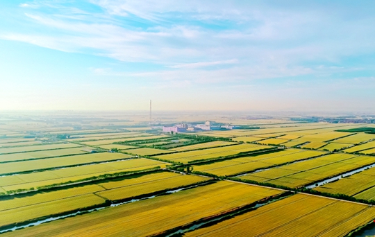 Winter wheat harvest underway in Zibo's Huantai county