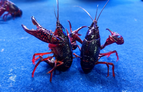 Crayfish festival held in Gaoqing county