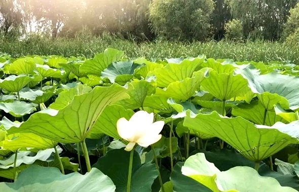 2nd lotus festival kicks off in Zibo's Gaoqing county