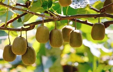 Time to pick, taste nutritious Zibo kiwifruit