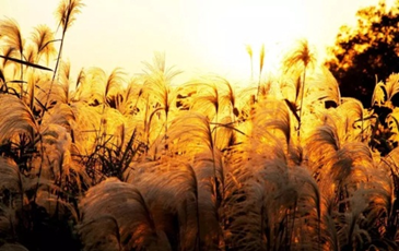 Photos capture charms of reed flowers in Wenchang Lake