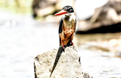 In pics: Black-capped kingfisher debuts in Zibo